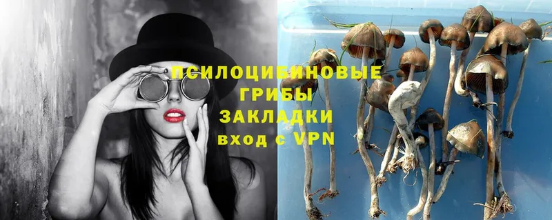 Псилоцибиновые грибы Psilocybe  Ярославль 